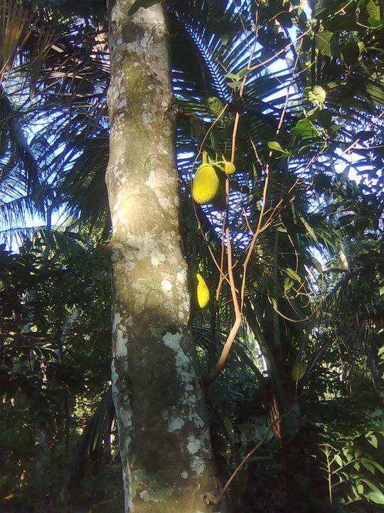 Bild:durian.jpg