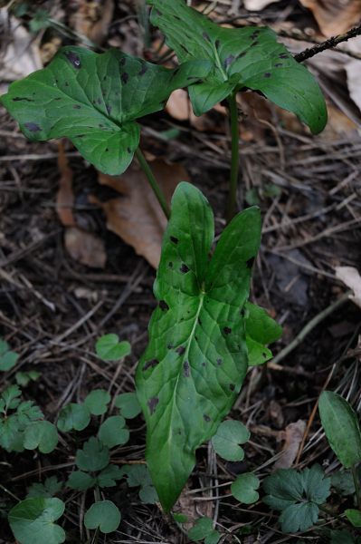 Bild:20130419Arum_maculatum001.JPG