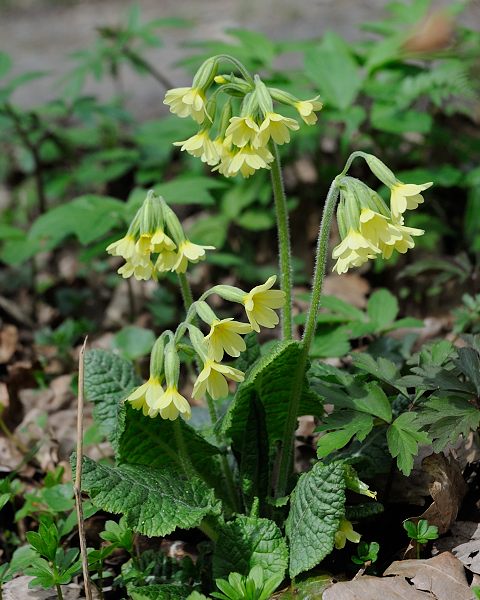 Bild:20130419Primula_elatior001.JPG