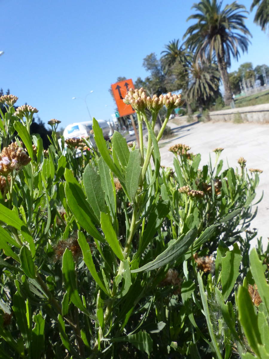 BildTessaria absinthioides06 LaSerena dk.jpg Degupedia NagetierWiki