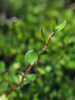 Schwarzfrüchtiger Drahtstrauch (Muehlenbeckia axillaris)