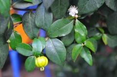 Pitanga mit Blüten und Früchte