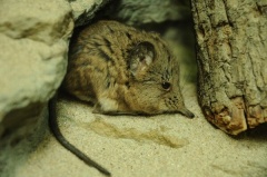 Kurzohr-Rüsselspringer(Macroscelides proboscideus)