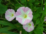  (Convolvulus arvensis)