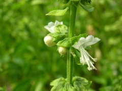 Zitronenmelissenblüte