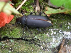 Großer Schwarzkäfer (Zophobas morio) adult