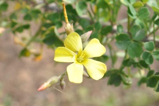 Blühender  (Oxalis gigantea).