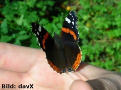 Schmetterling auf der Hand