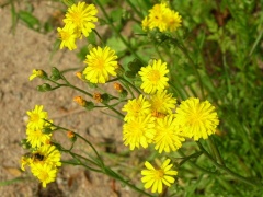 Wiesen-Pippau