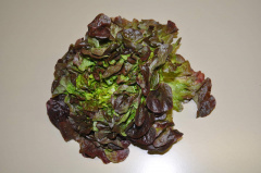 Bataviasalat