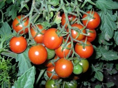Tomate (Lycopersicon esculentum MILL.)