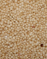 Saat des gelben Amaranth