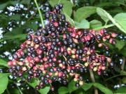 (Sambucus nigra L.)