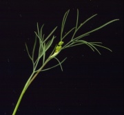 Sproßspitze mit Blütenknospen