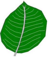 Eiförmig   (lat. Beloperone)