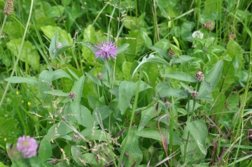 Blühende Wiesen-Flockenblume