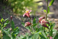 Gewöhnliche Inkalilie (Alstroemeria ligtu L.)