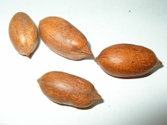 Pecannüsse