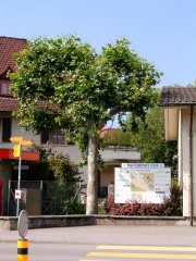 (Platanus x hispanica)