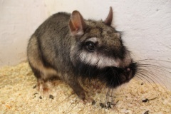 Flachland-ViscachaFoto: E. Neideck