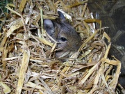 Tiefe Einstreu: Degus legen Gänge in Stroh an