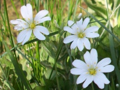 Typisch für Sternmieren, die weißen Blüten.
