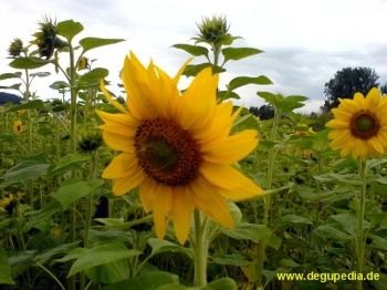 Sonnenblume - Feld voller Sonnenblumen