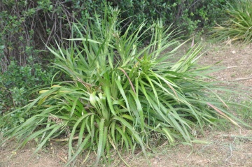  (Eryngium paniculatum)