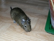 Degu auf freiem Fuss
