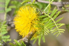 Blühender  (Vachellia caven, syn. Acacia caven) und Blätter.