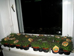 Kalisien auf der Fensterbank, eine gute Winterfutterquelle. (Foto: Lea Schuler)