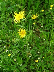 Wiesenbocksbart