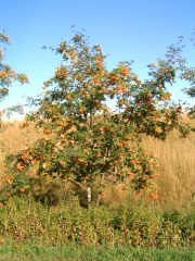 Baum