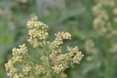 Quinoa Fruchtstand