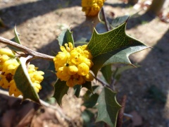 (Berberis chilensis)