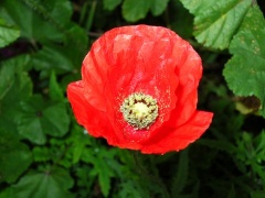 Klatschmohn (Papaver rhoeas L.)