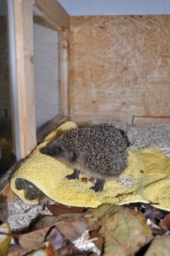 Braunbrustigel (Erinaceus europaeus)