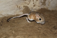 Merriams Kängururatte(Dipodomys merrriami)