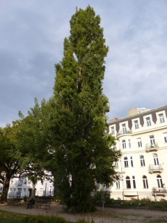 (Pinus nigra) in .