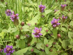 Kleine Braunelle Habitus