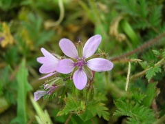 Blühender  (Erodium cicutarium).