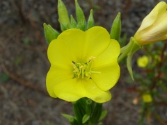 (Oenothera biennis)