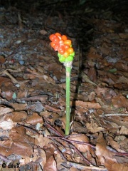 Aronstab Frucht