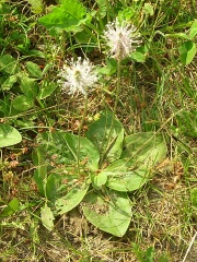 Spitzwegerich Habitus