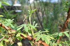 Polylepis australis