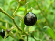  (Atropa belladonna)