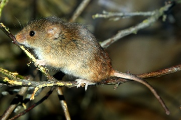 Eurasische Zwergmaus