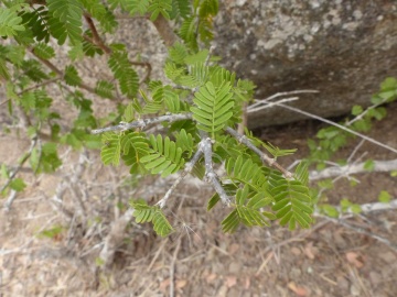 Porlieria chilensis