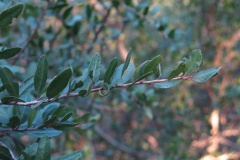 Schinus polygama