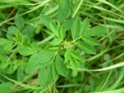  (Medicago sativa)